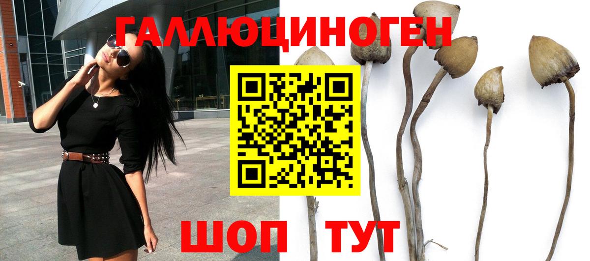 Галлюциногенные грибы Psilocybe Кузнецк